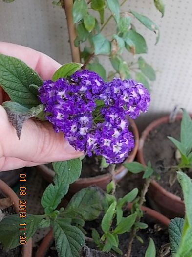 heliotropium/ vani-lia - august 2013-flori