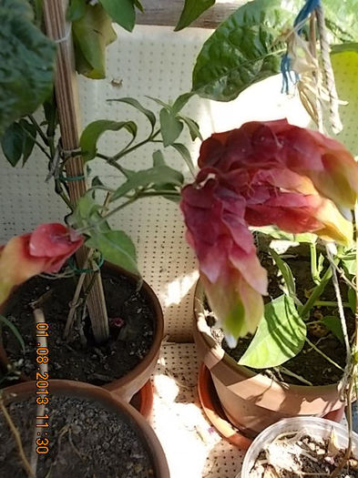 1 august 2013-flori 054