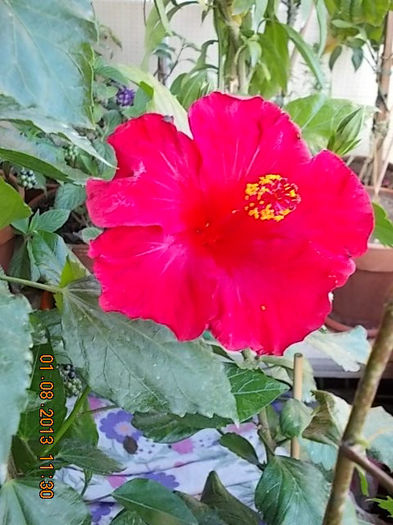 1 august 2013-flori 057