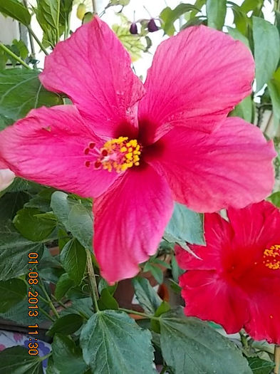 1 august 2013-flori 060