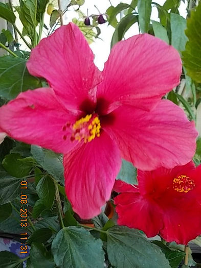 1 august 2013-flori 062
