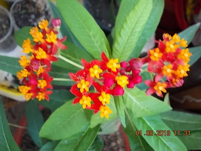 asclepias curassavica