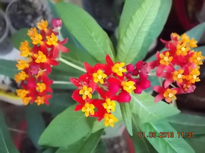 1 august 2013-flori 069