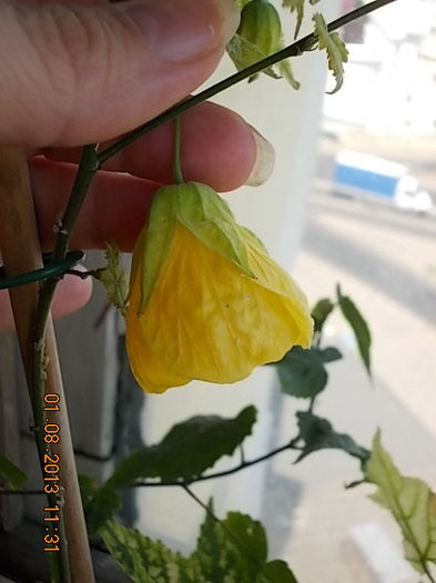 1 august 2013-flori 070