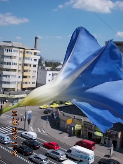 zorele albastre morning glory