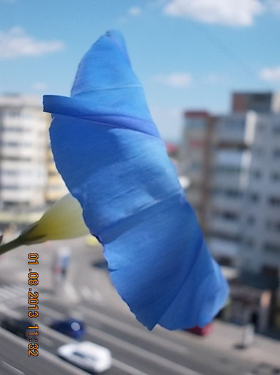 1 august 2013-flori 078