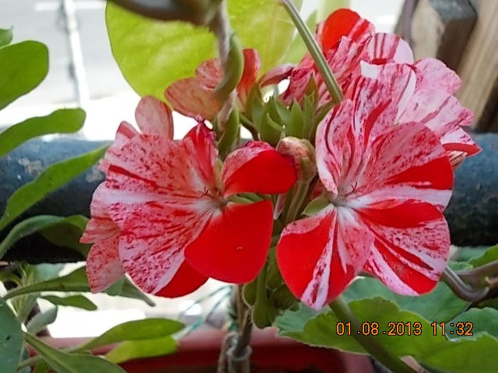 muscata pestrita