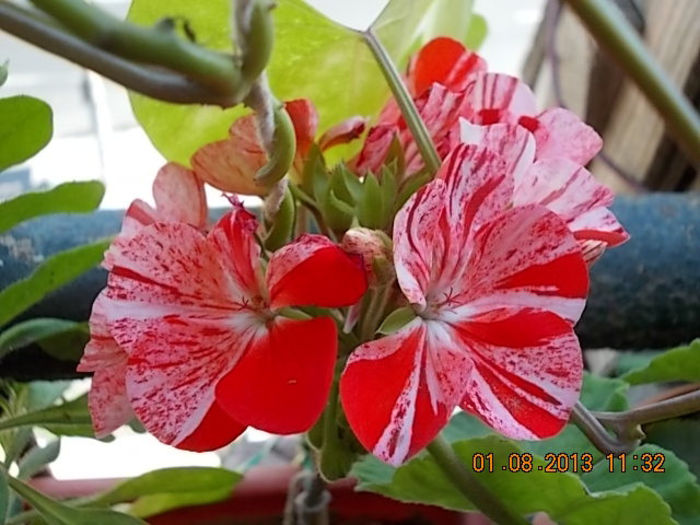 1 august 2013-flori 081