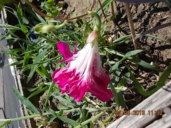 1 august 2013-flori 082