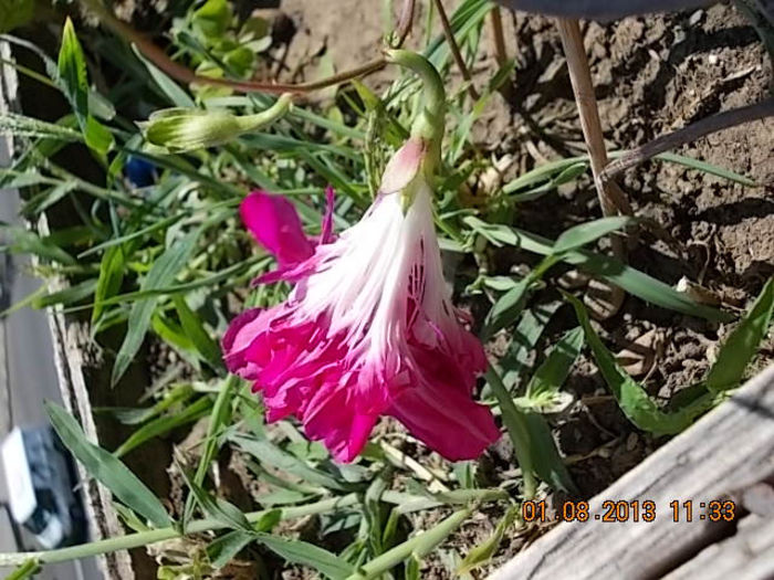 1 august 2013-flori 084