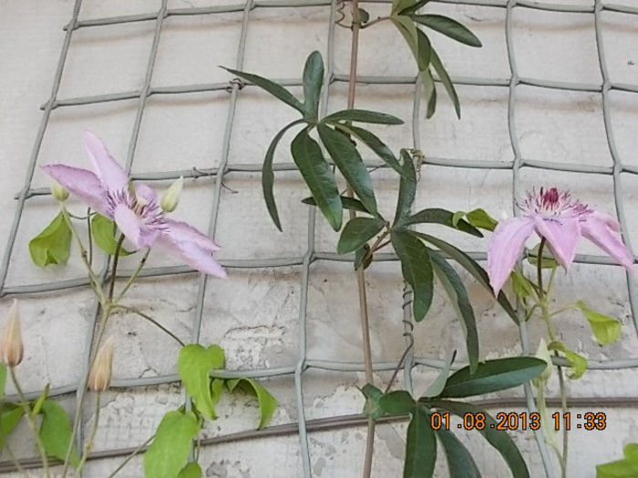 clematis dr.ruppel - august 2013-flori