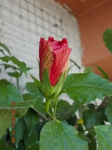 1 august 2013-flori 092