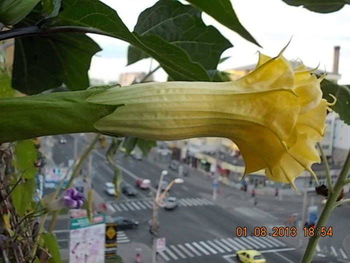1 august 2013-flori 097