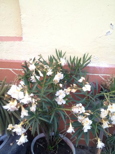 IMG_3327 - diverse plante de camera