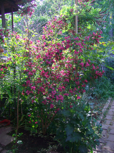weigella florida  tufa inflorita - arbusti decorativi