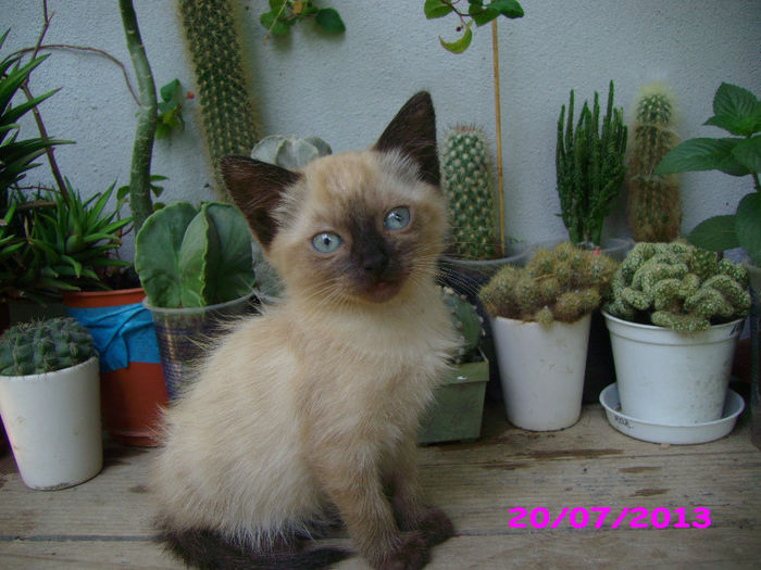 Cea mai frumoasa floare