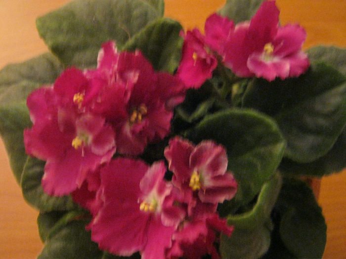 Violete 49