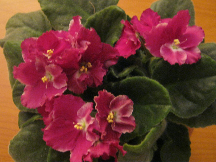 Violete 50