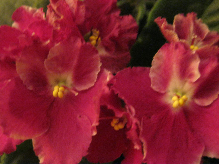 Violete 51