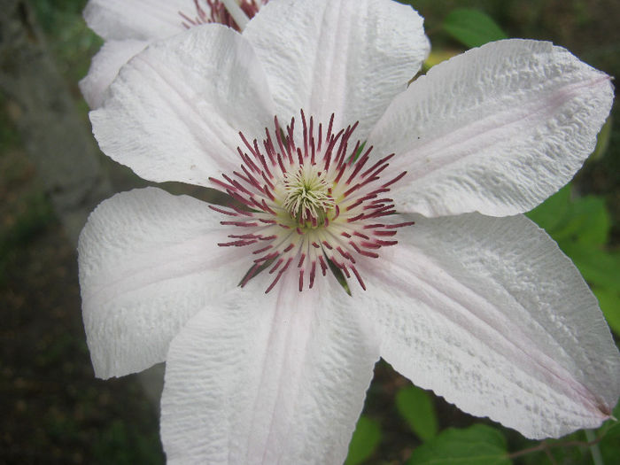 Clematita
