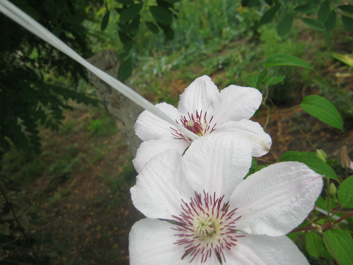 Clematita