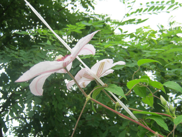 Clematita