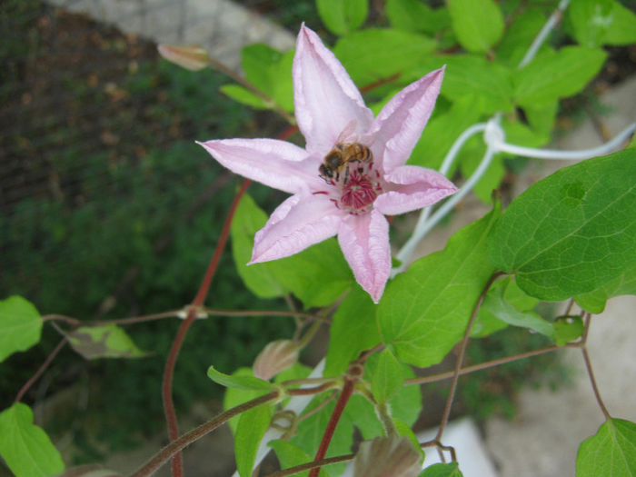 Clematita