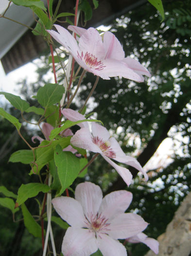 Clematita