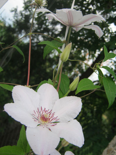 Clematita