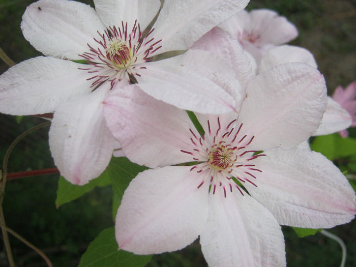 Clematita