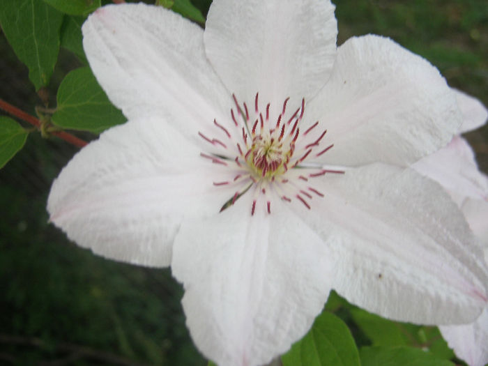 Clematita