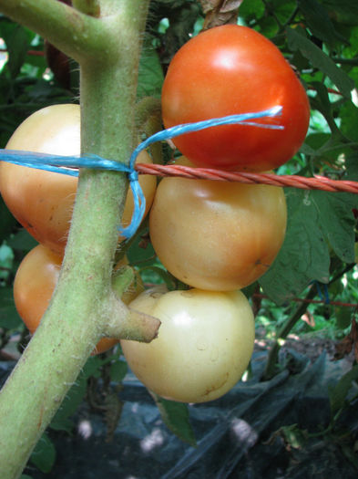 Picture 002 - 4_1 Tomate