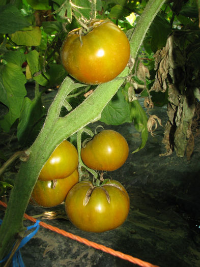 Picture 013 - 4_1 Tomate