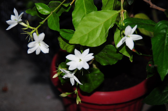 Jasmin Maid of Orleans - Plante de interior 2013