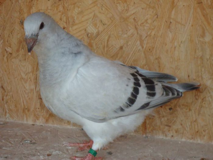 DSC03384 - 3-ALBASTRU AZUR-2013