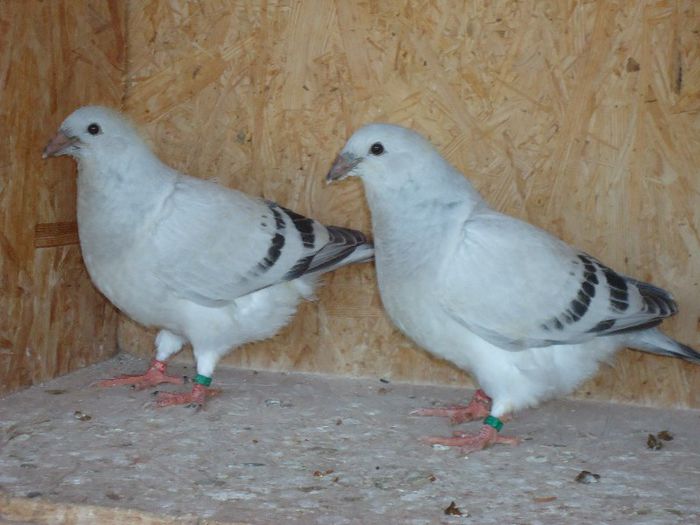 DSC03396 - 3-ALBASTRU AZUR-2013