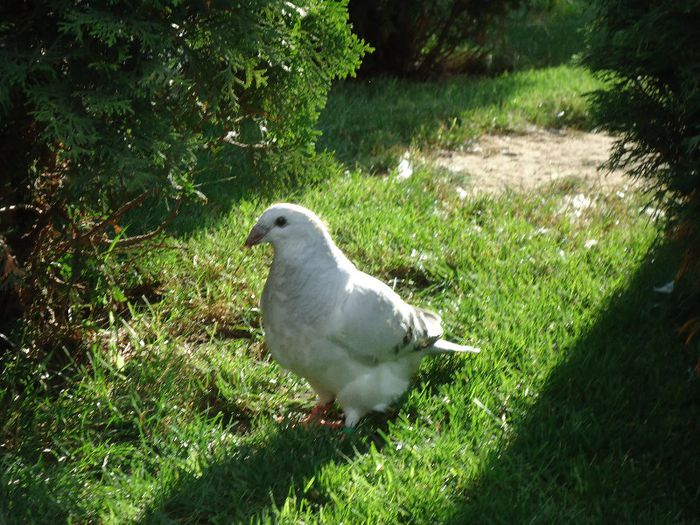 DSC03428 - 3-ALBASTRU AZUR-2013