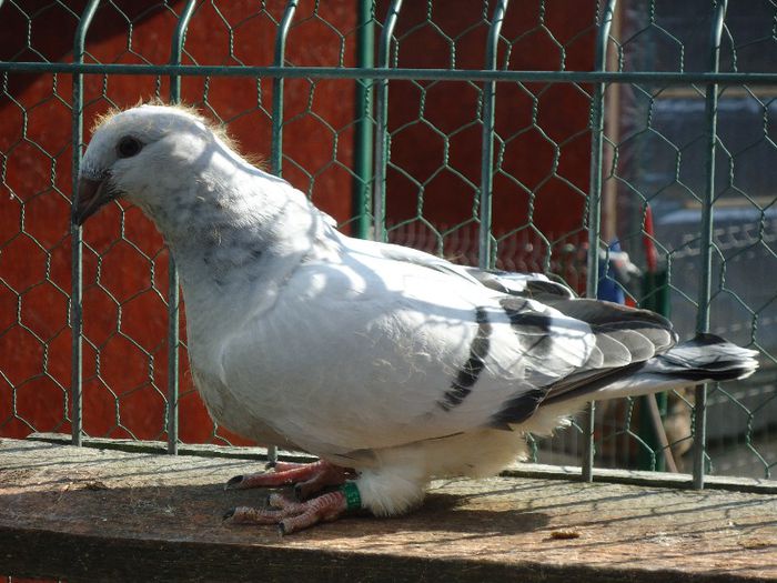 DSC03433 - 3-ALBASTRU AZUR-2013
