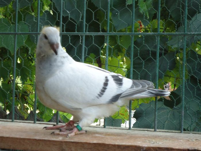 DSC03434 - 3-ALBASTRU AZUR-2013