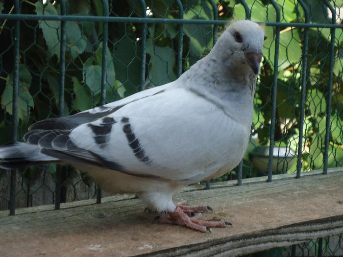 DSC03436 - 3-ALBASTRU AZUR-2013
