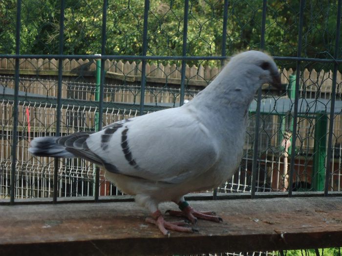 DSC03441 - 3-ALBASTRU AZUR-2013