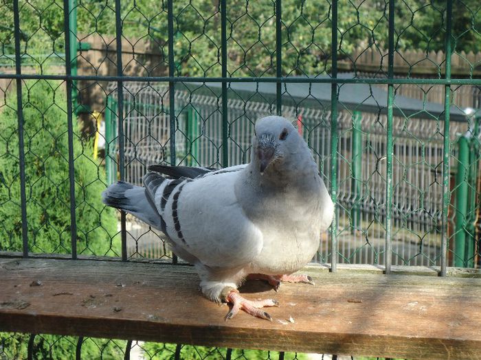 DSC03447 - 3-ALBASTRU AZUR-2013