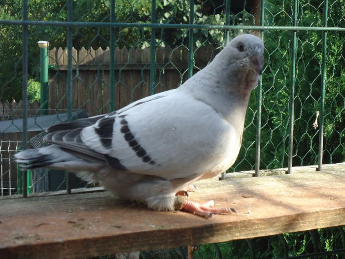 DSC03449 - 3-ALBASTRU AZUR-2013