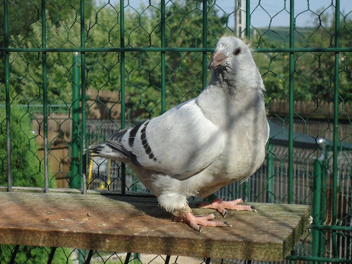 DSC03450 - 3-ALBASTRU AZUR-2013