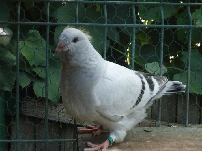 DSC03458 - 3-ALBASTRU AZUR-2013