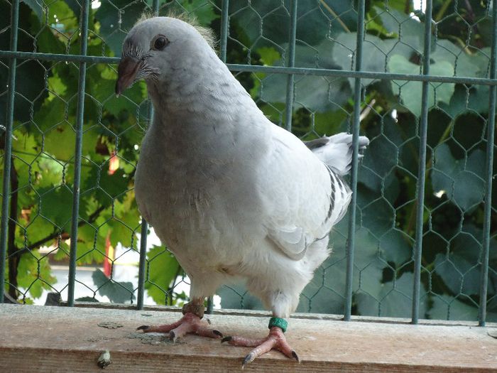 DSC03462 - 3-ALBASTRU AZUR-2013