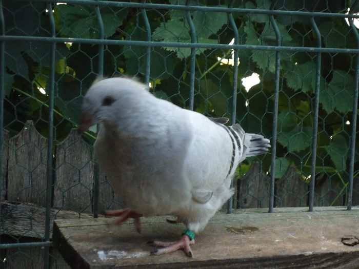 DSC03467 - 3-ALBASTRU AZUR-2013