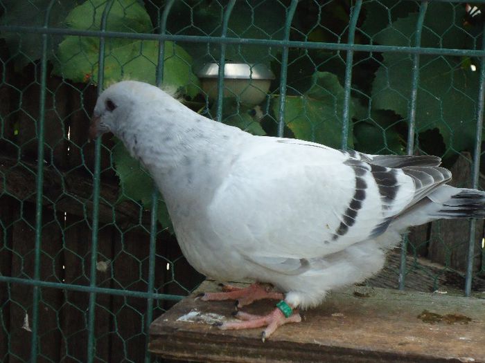 DSC03468 - 3-ALBASTRU AZUR-2013