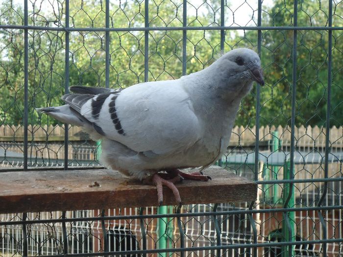 DSC03470 - 3-ALBASTRU AZUR-2013