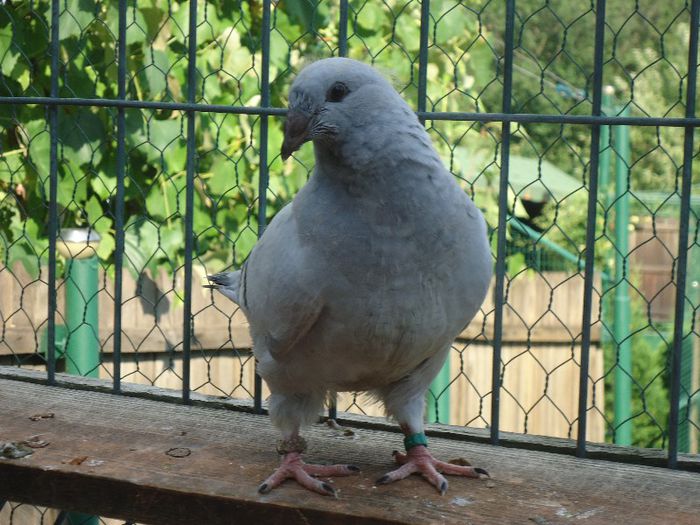 DSC03478 - 3-ALBASTRU AZUR-2013